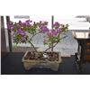 Image 2 : FLOWERING BOUGAINVILLEA BONSAI