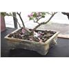 Image 3 : FLOWERING BOUGAINVILLEA BONSAI