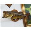 Image 2 : 3-Large Mouth Bass Taxidermy - 3 X $