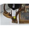 Image 1 : Deer Horns