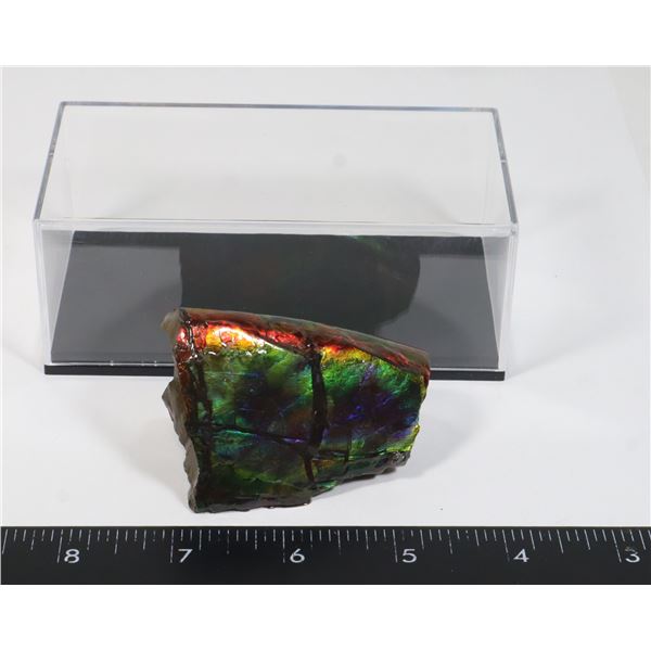 AMMOLITE ART PIECE -ALBERTAS OFFICIAL 65 MILLION