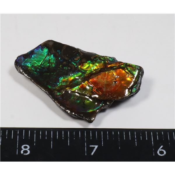 AMMOLITE ART PIECE -ALBERTAS OFFICIAL 65 MILLION