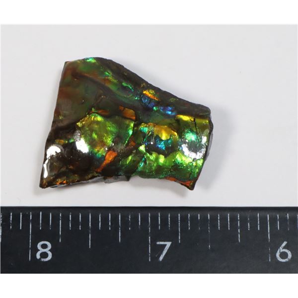 AMMOLITE ART PIECE -ALBERTAS OFFICIAL 65 MILLION