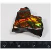 Image 1 : AMMOLITE ART PIECE -ALBERTAS OFFICIAL 65 MILLION