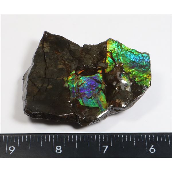 AMMOLITE ART PIECE -ALBERTAS OFFICIAL 65 MILLION