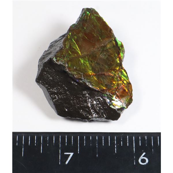 AMMOLITE ART PIECE -ALBERTAS OFFICIAL 65 MILLION