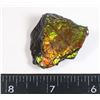 Image 2 : AMMOLITE ART PIECE -ALBERTAS OFFICIAL 65 MILLION