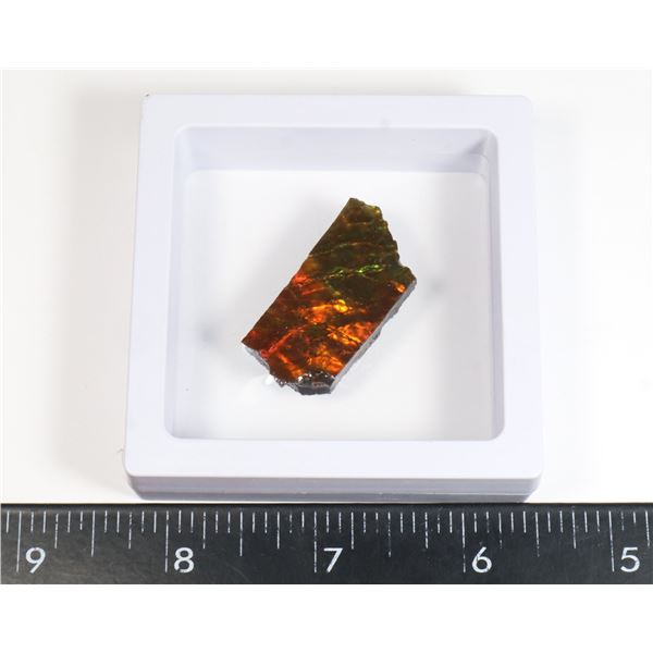 AMMOLITE GEMSTONE -ALBERTAS OFFICIAL 65 MILLION