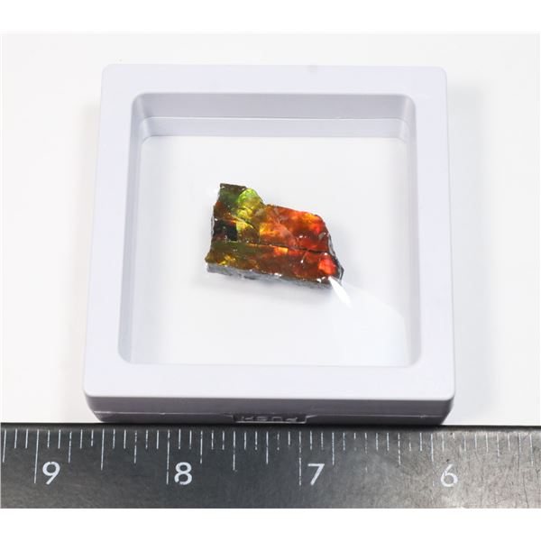 AMMOLITE GEMSTONE -ALBERTAS OFFICIAL 65 MILLION