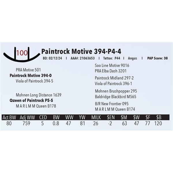 Paintrock Motive 394-P4-4