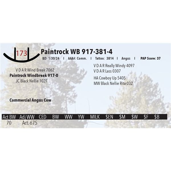 Paintrock WB 917-381-4