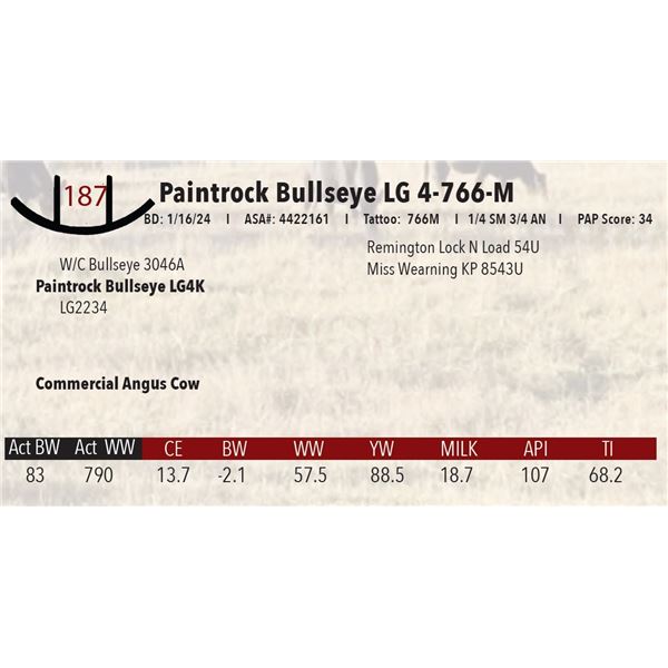 Paintrock Bullseye LG 4-766-M