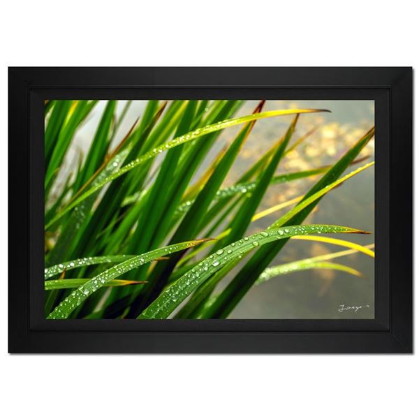 Morning Splash by Jongas,