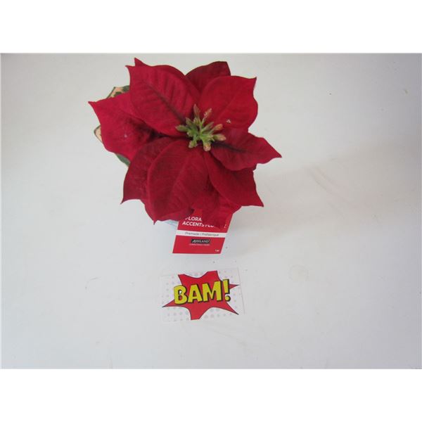 Poinsettia