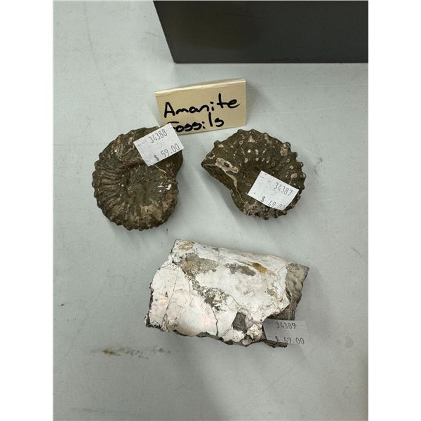 Amenite fossils