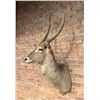 Image 2 : Shoulder Mount Taxidermy African Waterbuck