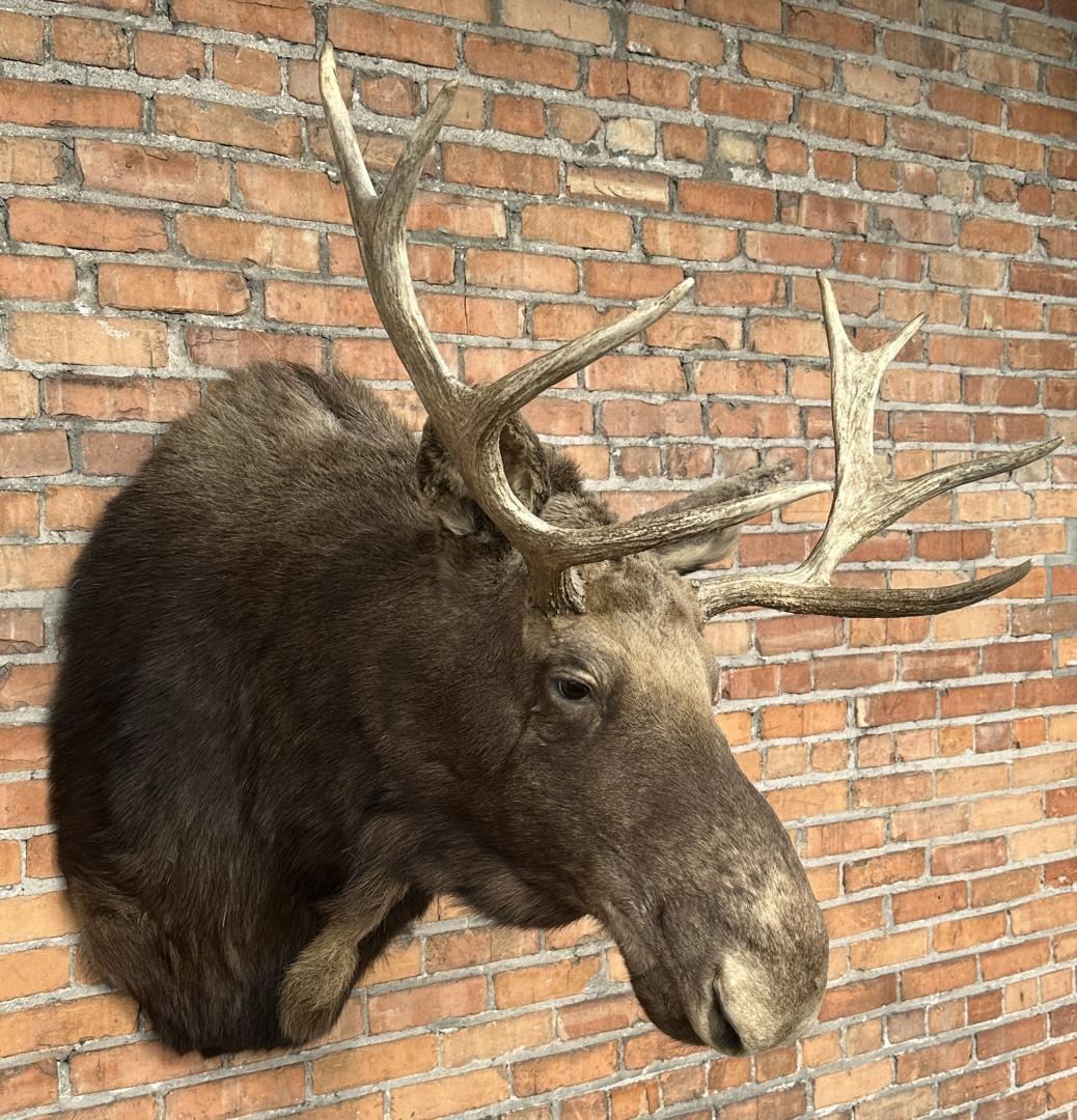 Montana Taxidermy Moose Mount