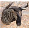 Image 2 : Shoulder Mount Taxidermy African Blue Wildebeest