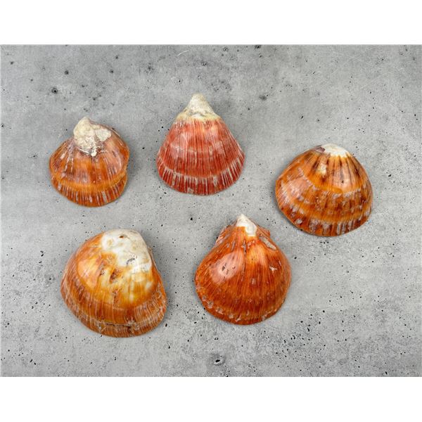 Group Of Polished Spiny Oyster Shells