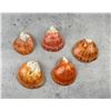 Image 1 : Group Of Polished Spiny Oyster Shells