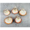 Image 2 : Group Of Polished Spiny Oyster Shells