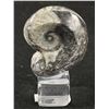 Image 1 : Orthoceras Fossil Specimen On Display. Retails $180.00