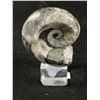 Image 2 : Orthoceras Fossil Specimen On Display. Retails $180.00