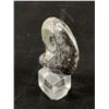 Image 3 : Orthoceras Fossil Specimen On Display. Retails $180.00