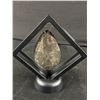 Image 2 : 2.9" Orthoceras Fossil Specimen. Retails $300.00