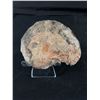 Image 2 : Ammonite Fossil. Retails $380.00