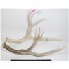 TWO SHED ANTLERS