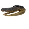 Image 2 : Vintage Taxidermied Crocodile Head