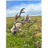 Image 1 : 5-DAY ALASKAN CARIBOU HUNT FOR 1 HUNTER