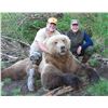 Image 2 : 11-DAY ALASKA PENINSULA BROWN BEAR, BLACK BEAR, WOLVERINE AND WOLF COMBO HUNT FOR ONE HU