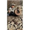 Image 1 : EXCLUSIVE DESERT SHEEP HUNT OF A LIFETIME WITH GURO OUTFITTERS