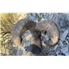 Image 3 : EXCLUSIVE DESERT SHEEP HUNT OF A LIFETIME WITH GURO OUTFITTERS