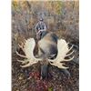 Image 3 : YUKON MOOSE HUNT WITH BLACKSTONE OUTFITTERS