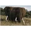 Image 2 : KRUGER NATIONAL PARK PHOTOGRAPHIC SAFARI FOR TWO