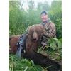 Image 1 : ALASKA BROWN BEAR & BLACK BEAR COMBO HUNT