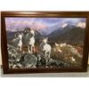 Dall Sheep "Last Glance"