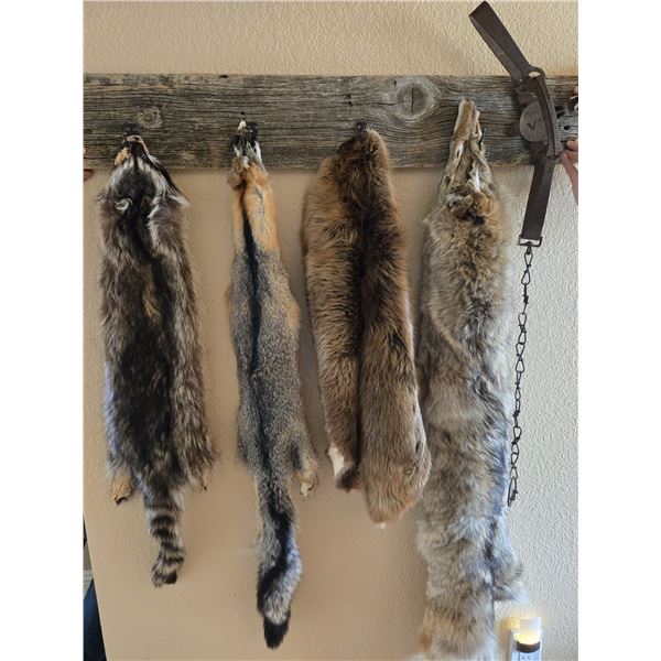 Wild Fur Collection from Nevada
