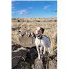 Image 2 : Pointer Puppy