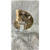 Image 2 : AMMONITE FOSSIL