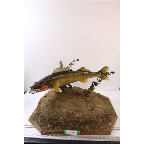 * Walleye Trophy Fish Mount - 24" x 27" x 15"