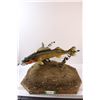 Image 1 : * Walleye Trophy Fish Mount - 24" x 27" x 15"