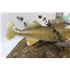 Image 6 : * Walleye Trophy Fish Mount - 24" x 27" x 15"