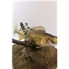 Image 7 : * Walleye Trophy Fish Mount - 24" x 27" x 15"
