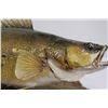 Image 8 : * Walleye Trophy Fish Mount - 24" x 27" x 15"
