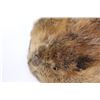 Image 2 : *Tanned Beaver Pelt - 34" x 28"