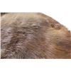 Image 3 : *Tanned Beaver Pelt - 34" x 28"
